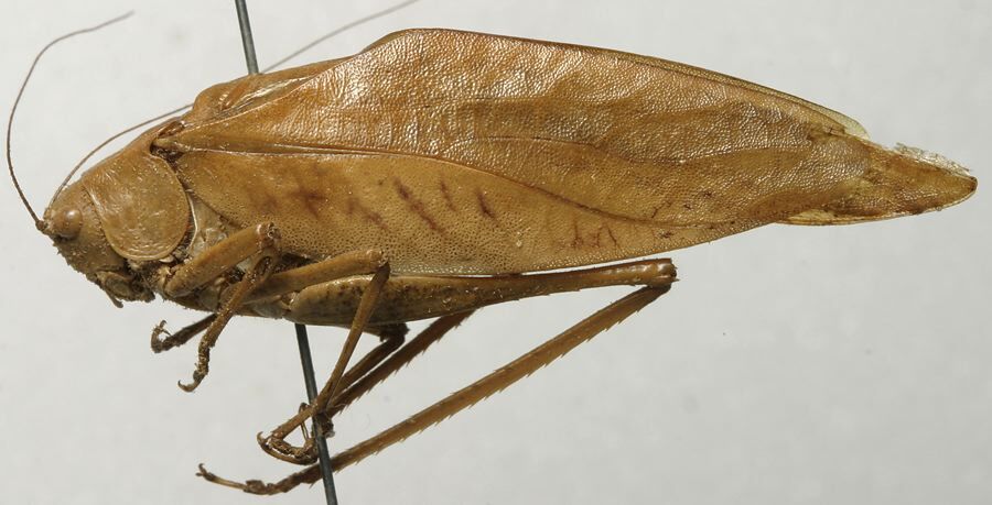 CollectionObject 1535908; 36f725c3-de8e-4d3d-8dc8-ee418e4ab55c: male, lateral view (syntype of S. olivaceoviridis). (CollectionObject).