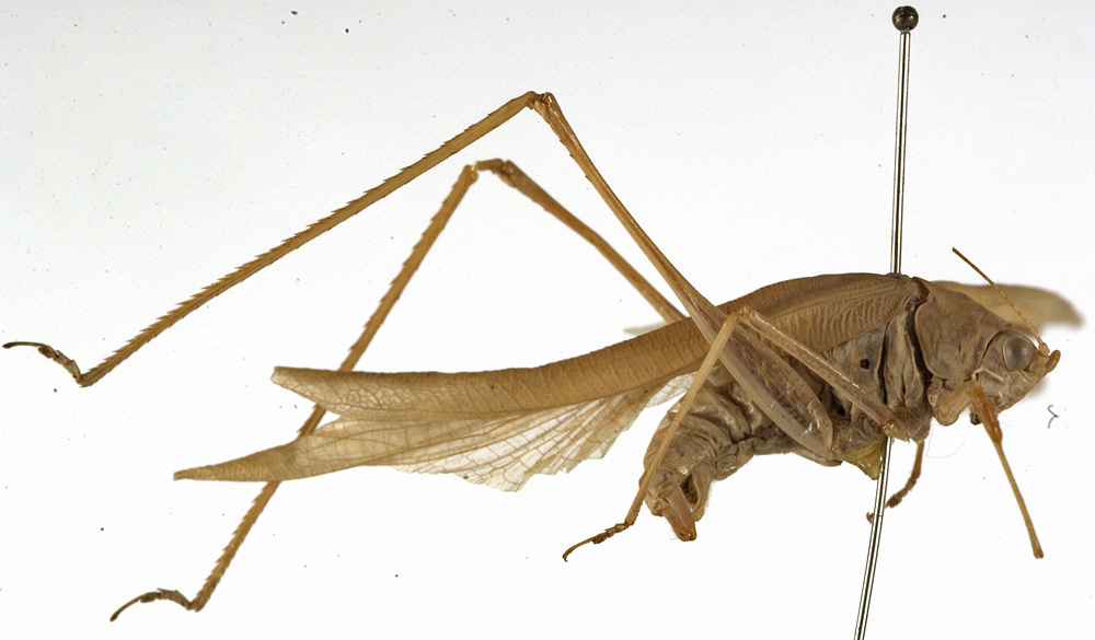 CollectionObject 1529769; e3beec9e-220e-4793-bb13-d80764f5fd12: male, lateral view (holotype). (CollectionObject).