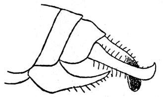 Mangomaloba royi Chopard, 1954: Fig. 32. male abdomen tip, lateral view. (Otu).
