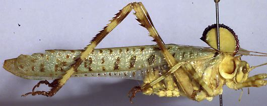 Alectoria superba Brunner von Wattenwyl, 1879: male, lateral view. (Otu).