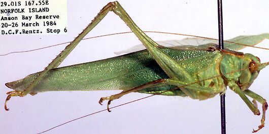 CollectionObject 1504149; 38e7d836-5b75-44f7-a9dd-a1de3227656b: male (holotype). (CollectionObject).