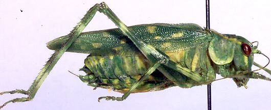 Caedicia araucariae Rentz, 1988: female (paratype). (Otu).