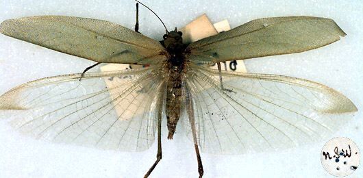 CollectionObject 1517202; ac266886-5c37-46d7-82f9-f0bc09d9c024: female (holotype). (CollectionObject).