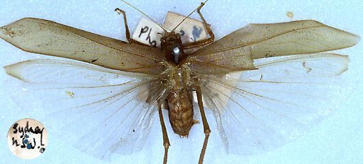CollectionObject 1517205; 6bd615ac-1969-4c54-9e65-395afb2ac784: female, dorsal view (holotype). (CollectionObject).