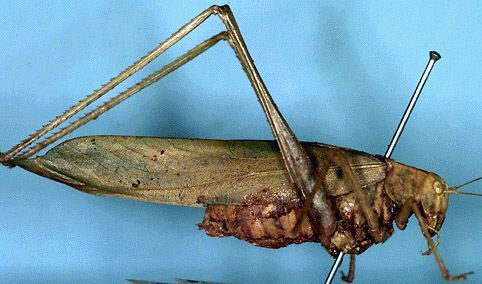 CollectionObject 1517206; 54607fff-063b-4f9c-9f1e-137cdc083612: female, lateral view (holotype). (CollectionObject).