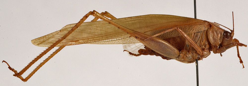 CollectionObject 1534628; f4814be4-45a7-484a-8b7d-0ee2d8e89cb6: female habitus, lateral view (holotype). (CollectionObject).