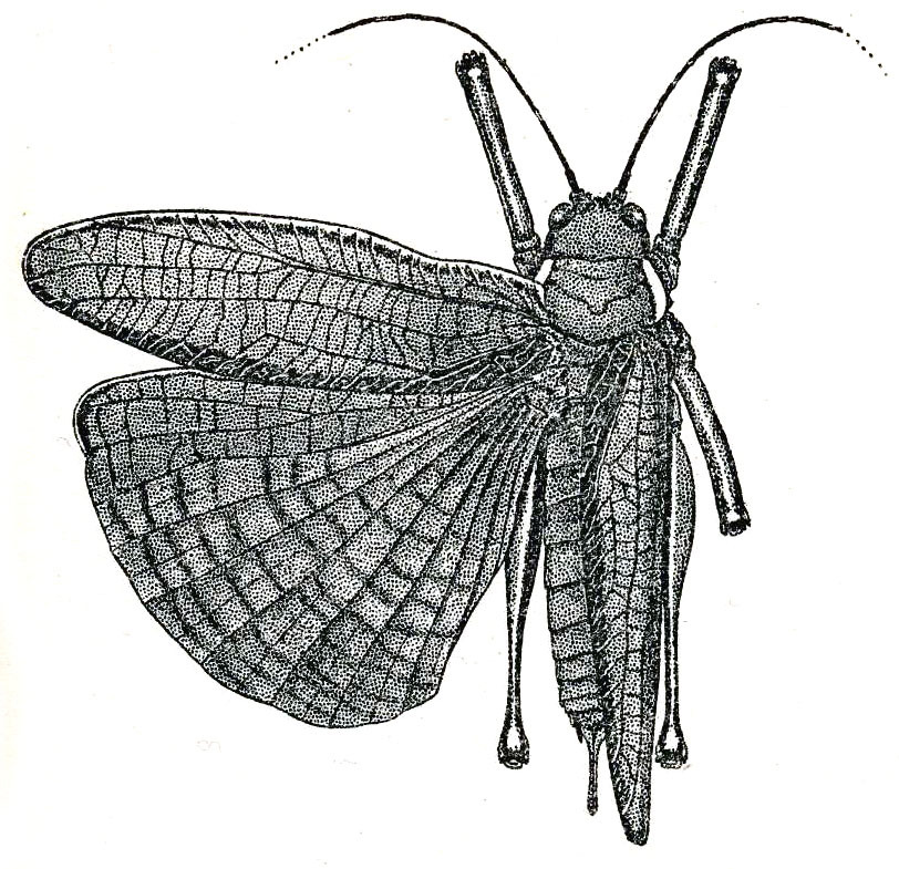 Scambophyllum albomarginatum Hebard, 1922: Pl. XII, Fig. 1 (after type). female (tegmina length 24-26.8 mm). (Otu).