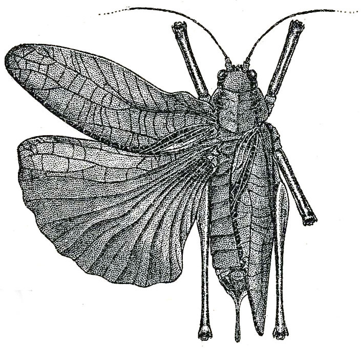 Scambophyllum sandakanae Hebard, 1922: Pl. XII, Fig. 2 (after type). female (tegmina length 23 mm). (Otu).