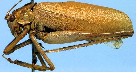 Cosmophyllum pallidulum Blanchard, 1851: male, lateral view (Chile). (Otu).