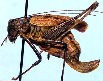 Stenophyllia modesta (Blanchard, 1851): female (Chile, Concepción). (Otu).