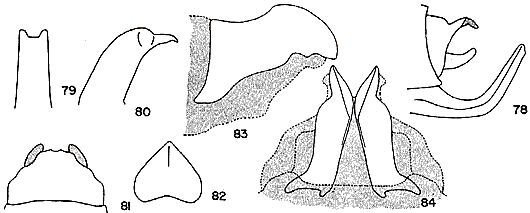 Ceraia liebermanni Grant, 1964: male titillators, subgenital plate and cerci. (Otu).