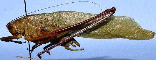 CollectionObject 1522495; da9970b0-e7fb-44df-84e6-108d4547469a: male, lateral view (holotype). (CollectionObject).