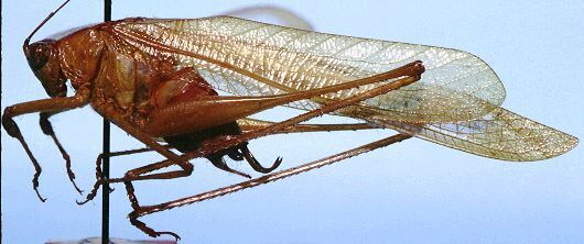 CollectionObject 1522510; 3f26ebb6-9fca-4773-b23e-28433f0ffcab: male, lateral view (holotype). (CollectionObject).