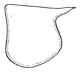 Enthephippion minutum (Rehn, 1920): Fig. 19 (after type). male pronotum, lateral outline (length 3.6 mm). (Otu).