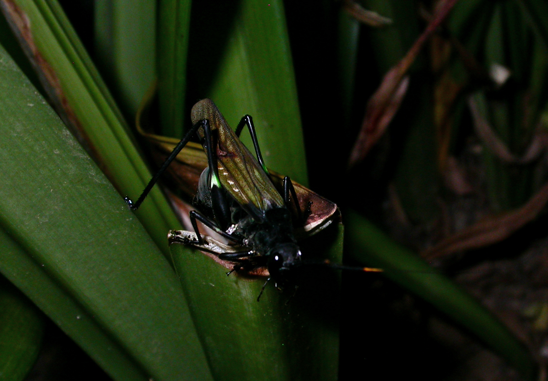 Scaphura Kirby, 1825: female (Brazil). (Otu).
