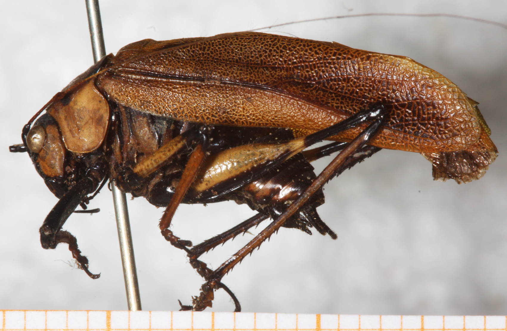 CollectionObject 1552397; NMW 4664, 14d3565a-28e1-479a-b219-0722c2fe0d74: male, lateral view. (CollectionObject).