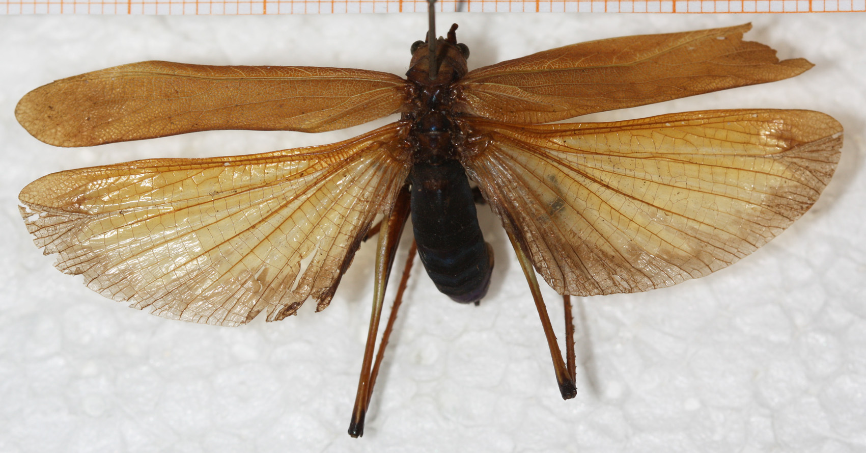 CollectionObject 1552395; NMW 5340, 82be024e-0434-4008-b120-82003d7eab7c: female, dorsal view. (CollectionObject).