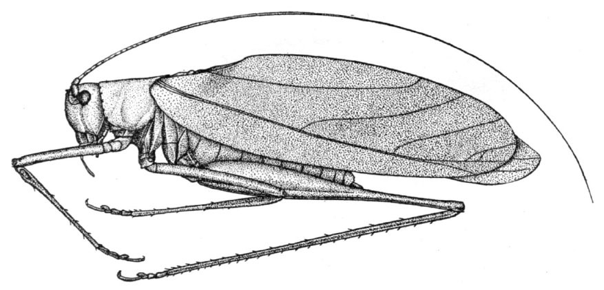 Hyperphrona signata Rehn, 1907: Fig. 12 (after syntype). male habitus (body length 17.3 mm, pronotum 4.3 mm, tegmen 23.2 mm, hind femur 17 mm). (Otu).