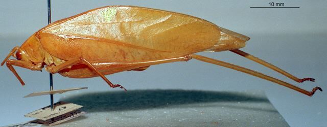 Khaoyaiana ambigua (Bolívar, 1900): female, lateral view. (Otu).