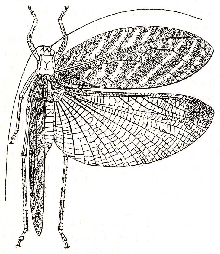 Resecabimus aratus (Brunner von Wattenwyl, 1878): female, dorsal view (Arota rosaura). (Otu).