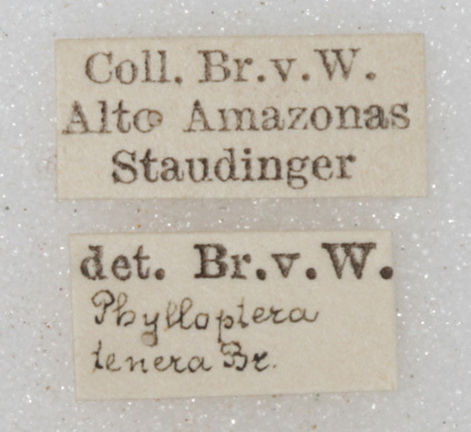 CollectionObject 1475882; 30a3b521-a6b3-4dc3-8520-471e4e64b0ee: labels (syntype of Phylloptera tenera). (CollectionObject).