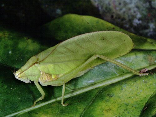 Arota festae (Griffini, 1896): male (Costa Rica, La Selva). (Otu).