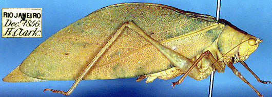 CollectionObject 1517346; 89146431-0383-4369-8181-8dacadf56e6f: male, lateral view (holotype of Diplophyllus mundus). (CollectionObject).