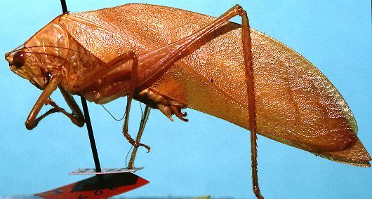 Arota panamae (Hebard, 1927): male, lateral view (paratype). (Otu).