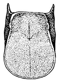Hetaira (Atopana) aurigera (Rehn, 1918): Pl. 19, Fig. 5 (after type). female pronotum, dorsal view. (Otu).
