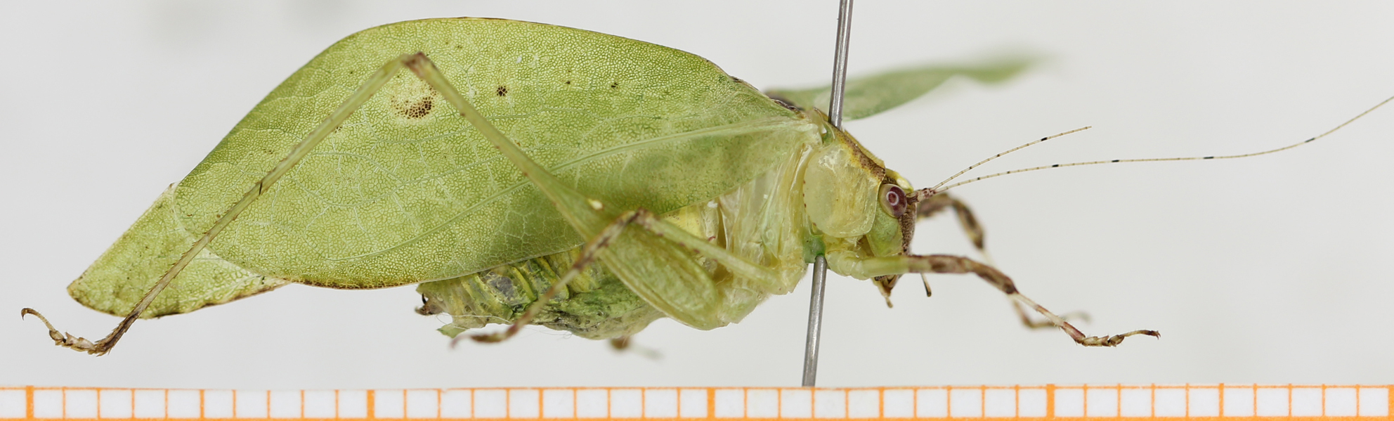 CollectionObject 1514647; ae05ab3a-26cf-4edb-af6c-b2faeddec3a0: male, lateral view. (CollectionObject).
