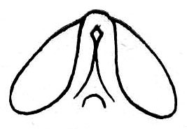 Hetaira (Atopana) postica (Walker, 1869): Fig. 69 d. male, scutellum of vertex. (Otu).