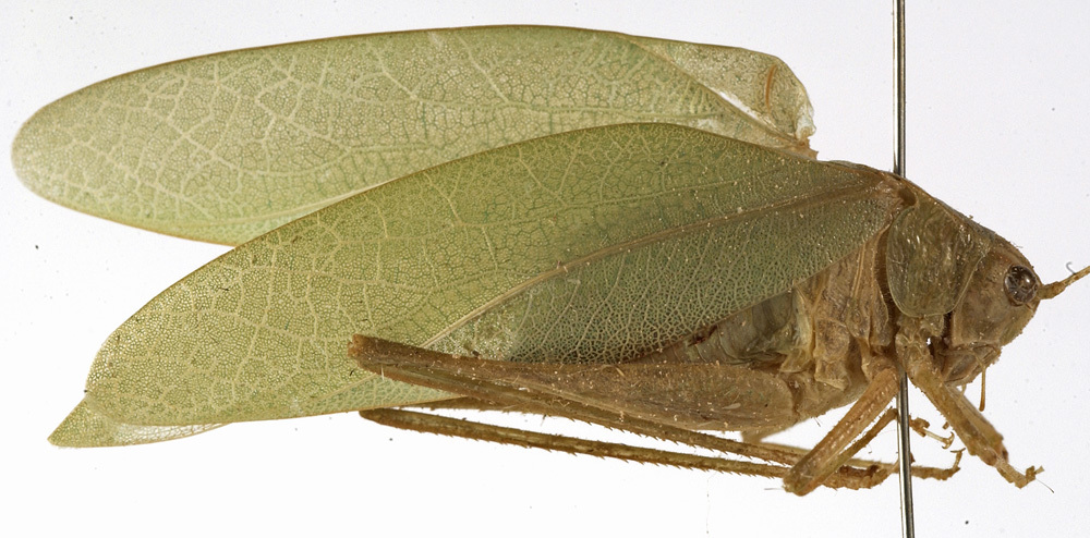 CollectionObject 1529787; caa7a3f8-9a88-4cc6-bdc6-1afd0b17cffd: male, lateral view (holotype). (CollectionObject).