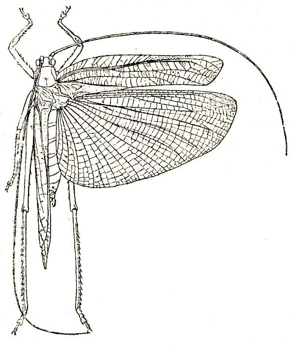 Phlaurocentrum mecopodoides Karsch, 1892: Fig. 1. male habitus, dorsal view (tegmina length 34 mm). (Otu).
