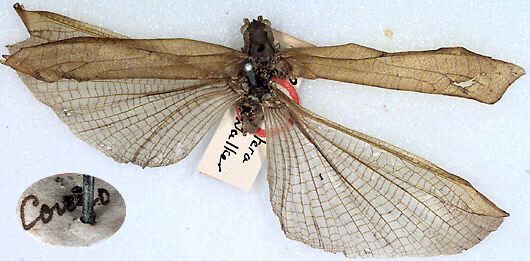 CollectionObject 1517337; f8098d07-2c3f-4509-b5c0-f7b2a18521d3: male (holotype). (CollectionObject).