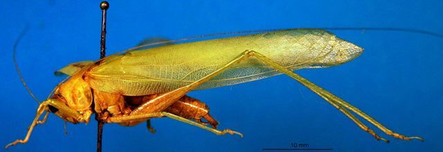 CollectionObject 1500567; cdbac232-ef35-44f5-ad3a-ccec7f658fc0, DORSA BTmormelHTM: male, lateral view (holotype). (CollectionObject).