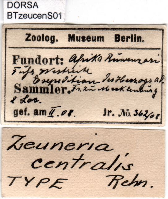 CollectionObject 1500612; fcc4c47c-8a00-4079-8fdf-0711d5a2edd6: labels (holotype). (CollectionObject).