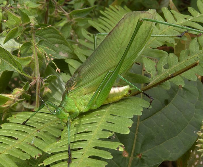 Zeuneria melanopeza Karsch, 1889: male, lateral view. (Otu).