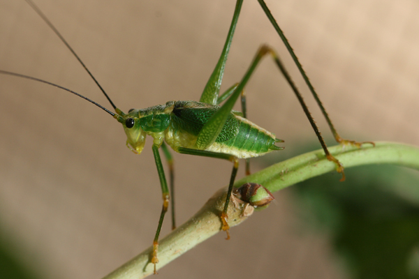 Monticolaria kilimandjarica Sjöstedt, 1910: male (Tanzania, Kidia, forest). (Otu).