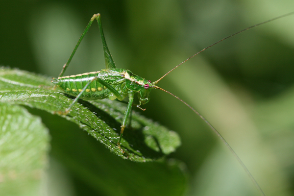 Monticolaria meruensis Sjöstedt, 1910: male (Tanzania, Monduli, forest, 2050 m). (Otu).