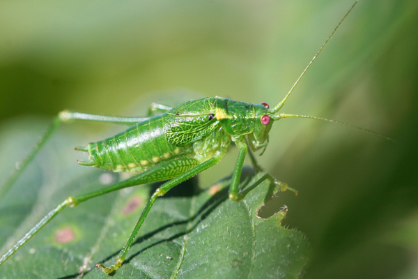 Monticolaria manyara Hemp, 2009: male (Tanzania, Mt. Hanang). (Otu).