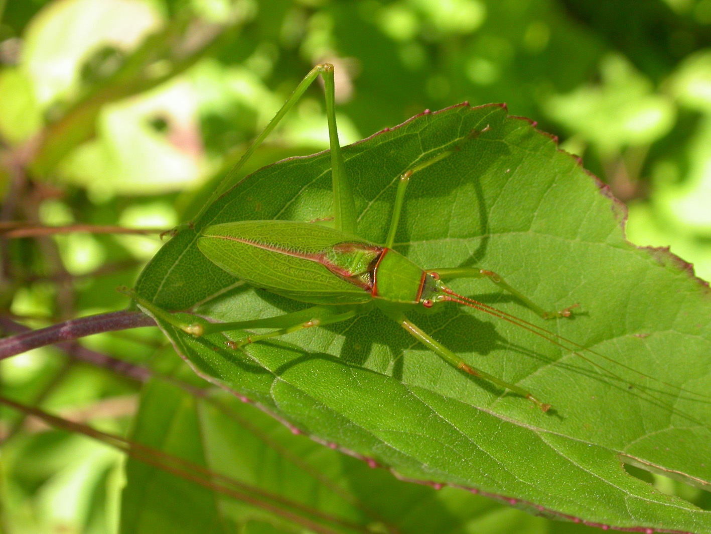 Pterodichopetala cieloi Buzzetti, Barrientos-Lozano & Rocha-Sánchez, 2010: male. (Otu).