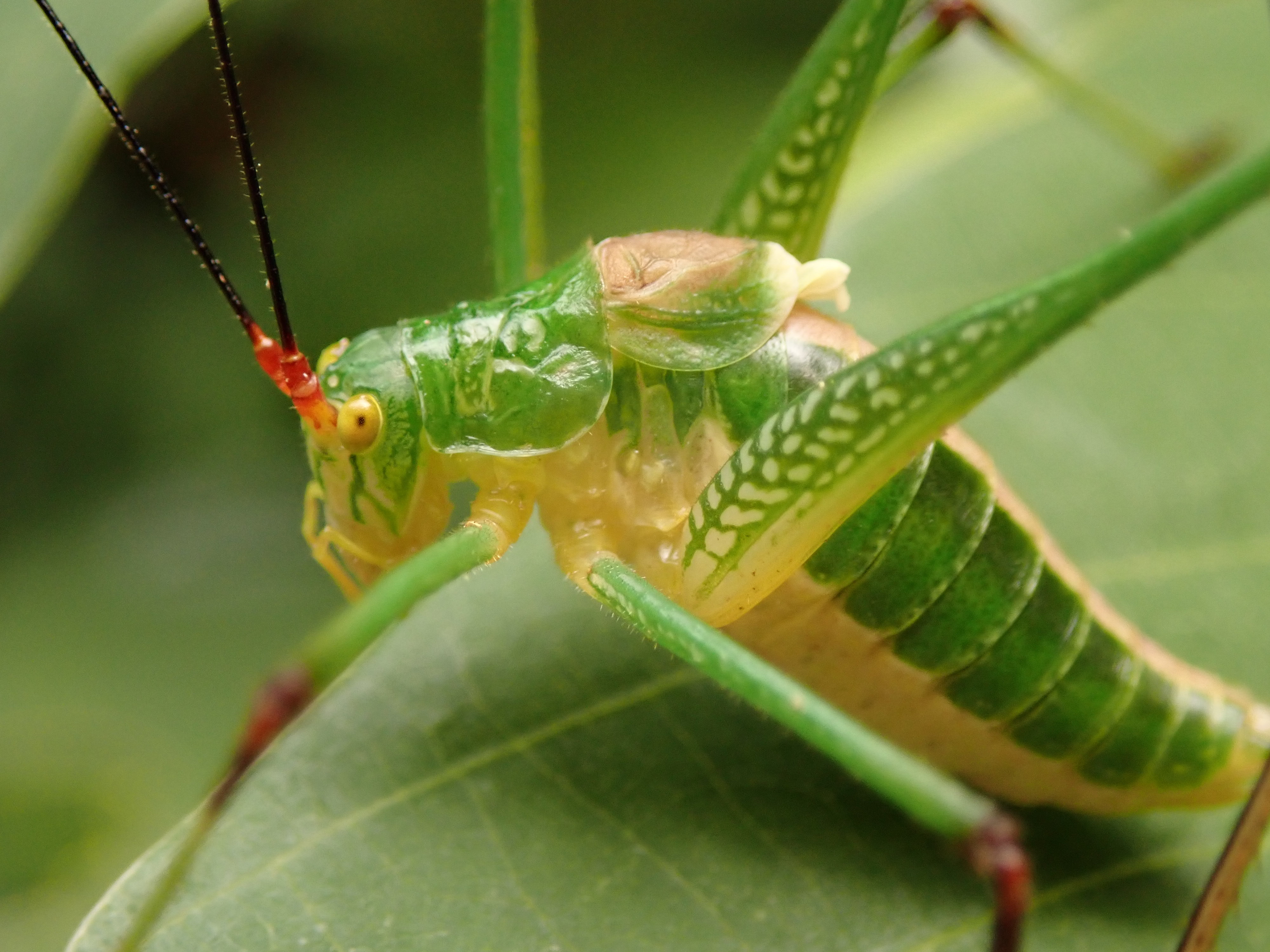 Odonturoides insolitus Ragge, 1980: male (Tanzania, Chenene). (Otu).