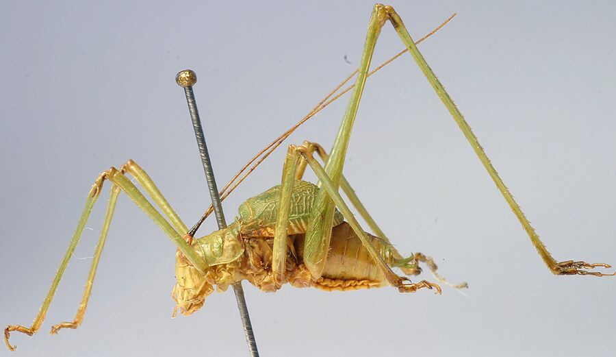 CollectionObject 1517323; 9c6ec389-8ff8-4463-b502-c967a698c84a: male, lateral view (holotype). (CollectionObject).