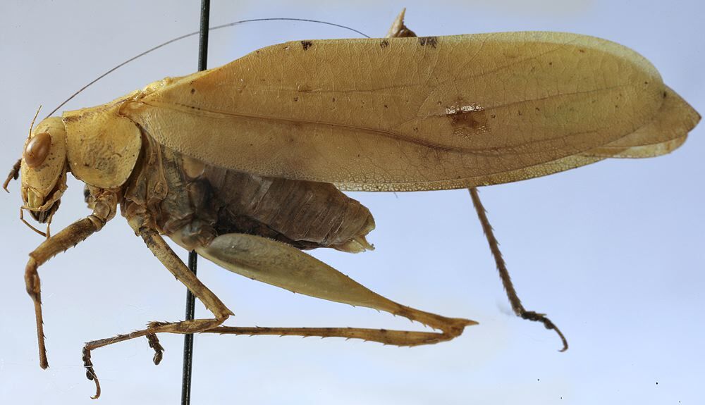 Oxygonatium huxleyi Ragge, 1980: male habitus, lateral view (paratype). (Otu).