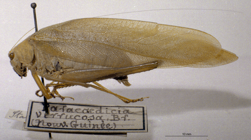 CollectionObject 1503400; MBBJ 3226041, fc2c5adf-0056-4f37-bdb2-393d2ff60588: female, lateral view. (CollectionObject).