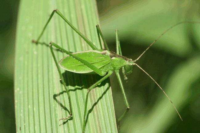 Altihoratosphaga montivaga (Sjöstedt, 1910): Fig. 20. male. (Otu).