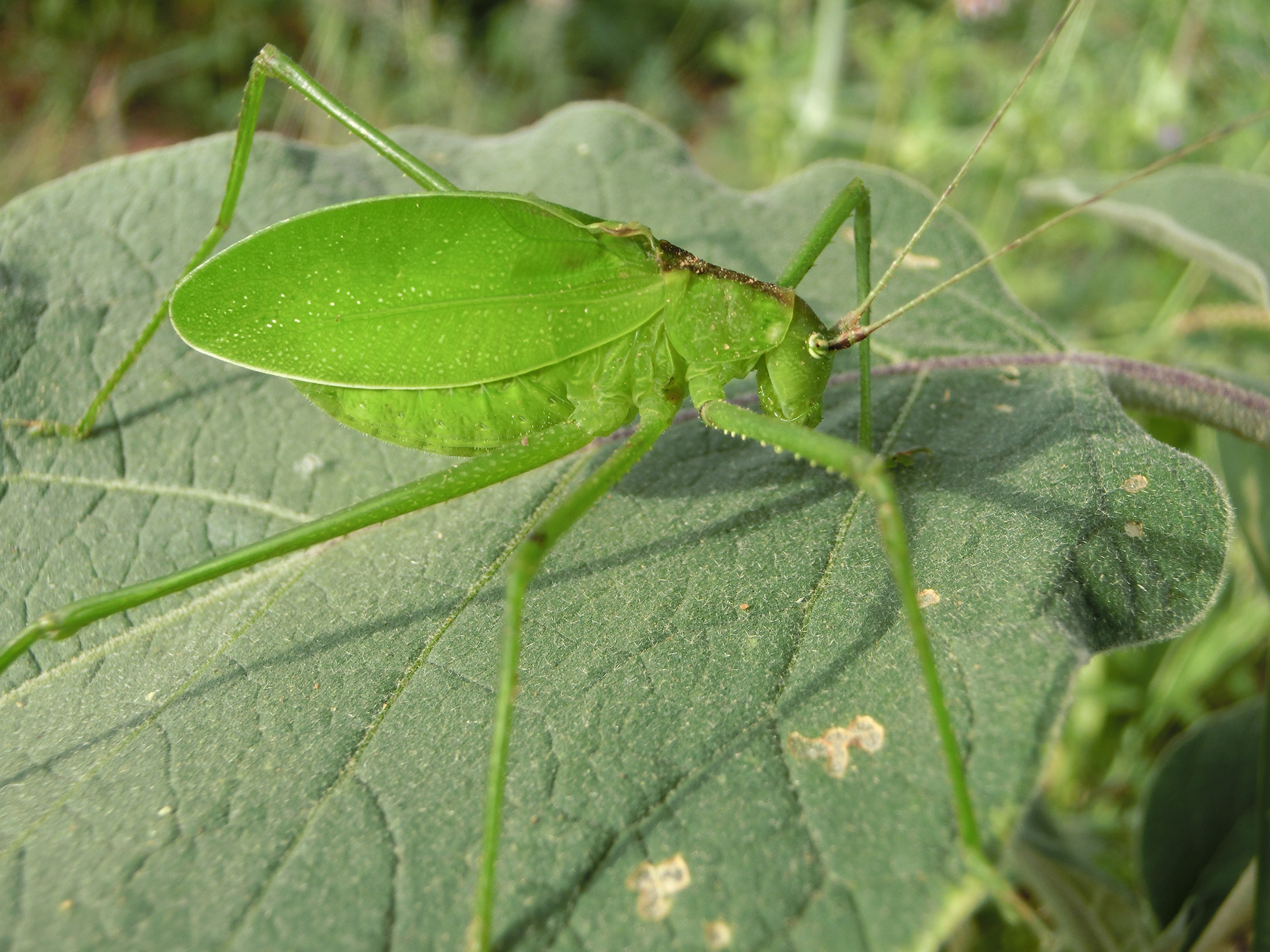 Altihoratosphaga nomima (Karsch, 1896): male (Kiboriani Hills, east slope, 870 m, March 2017). (Otu).
