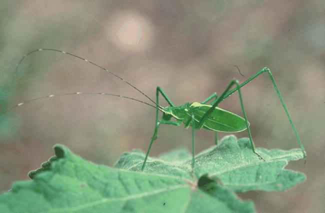 Altihoratosphaga nou (Hemp, 2006): Fig. 19 (reproduced with permission). male. (Otu).