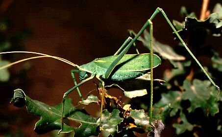 Acrometopa servillea (Brullé, 1832): female (from Istanbul, Turkey). (Otu).