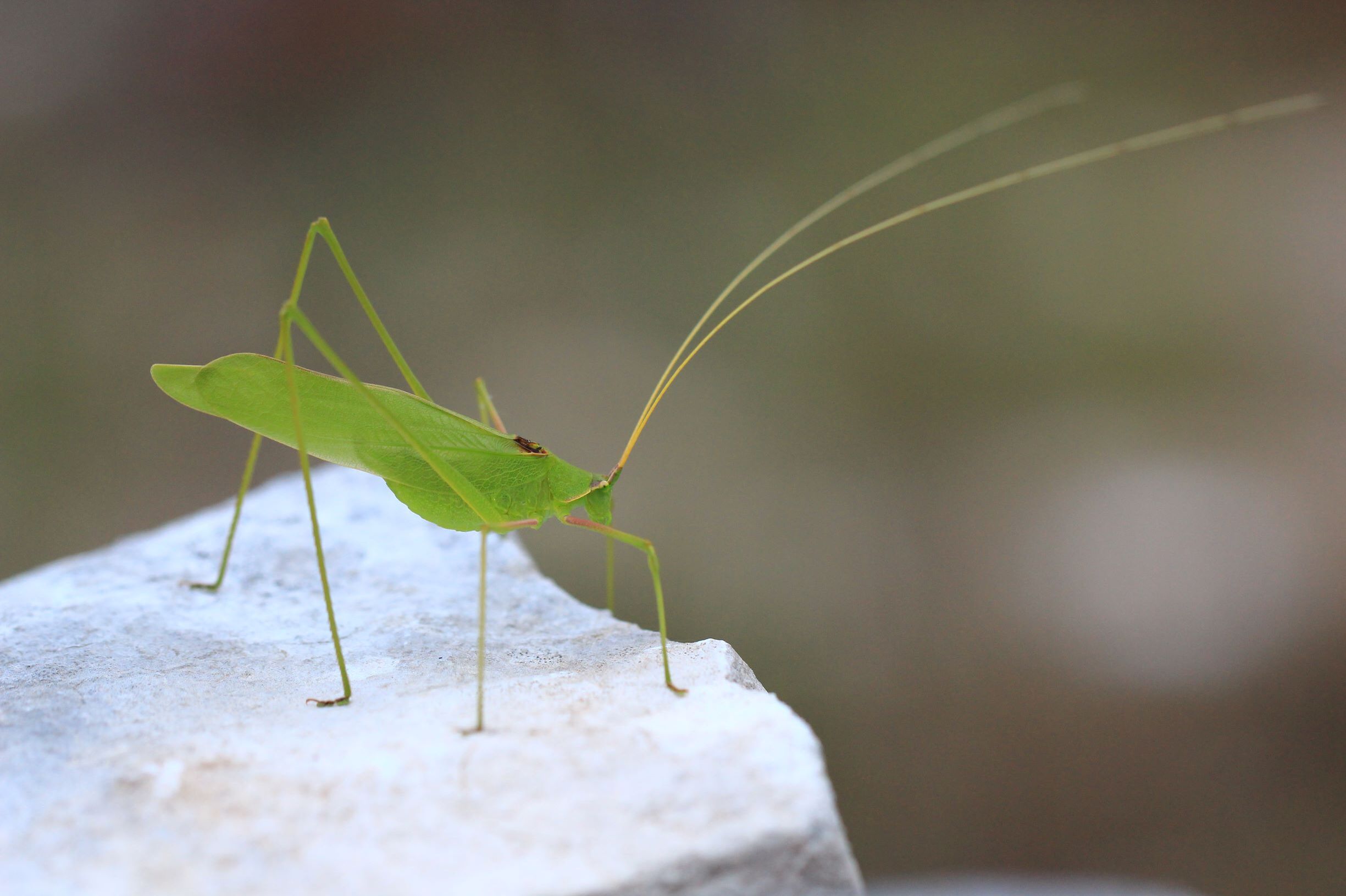 Acrometopa macropoda (Burmeister, 1838): male in lateral view (from Croatia: Korcula Isl.). (Otu).